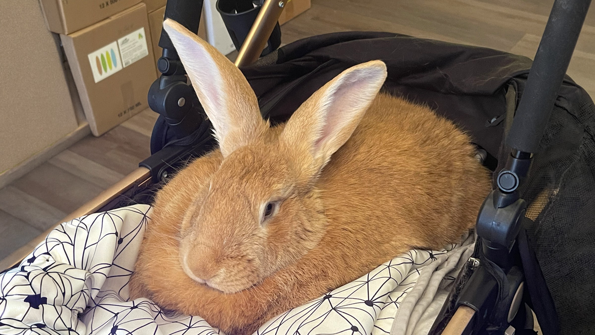 A big sandy-orange Flemish Giant rabbit with tall upright ears, resting on a patterned blanket in a pet stroller