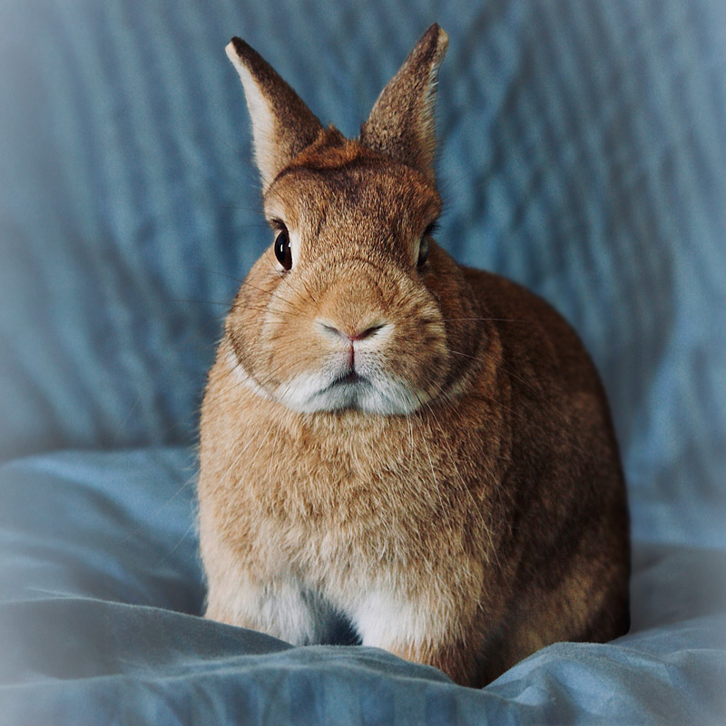 Small brown rabbit with short ears tipped back slightly and adorable nose sniffing slightly while sitting on blue fabric sheets on a bed
