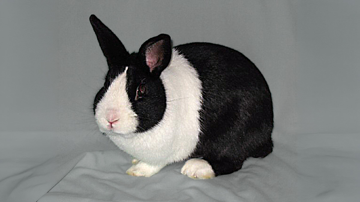 A black-and-white Dutch rabbit on a plain gray backdrop, showing a white face blaze, a white band around the shoulders, and white back feet