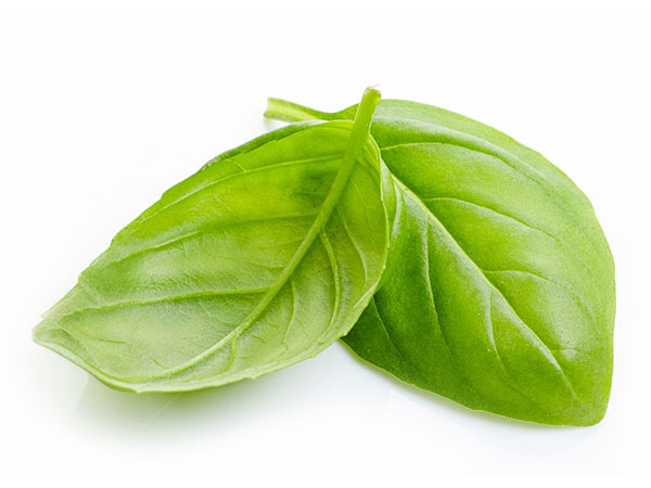 Close-up of sweet basil, showing its big, glossy oval leaves