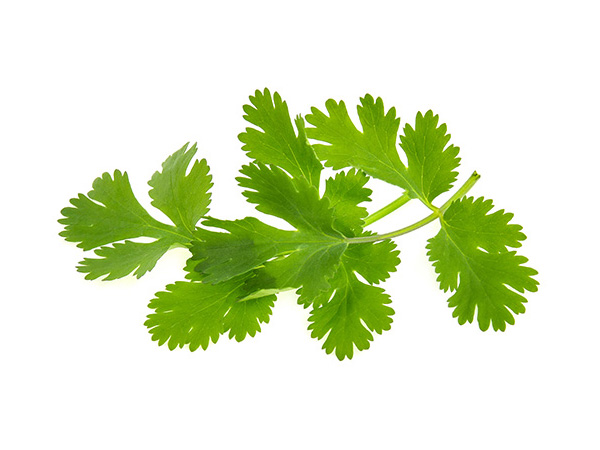 Close-up of cilantro, showing its flat, lacy, deeply cut leaves
