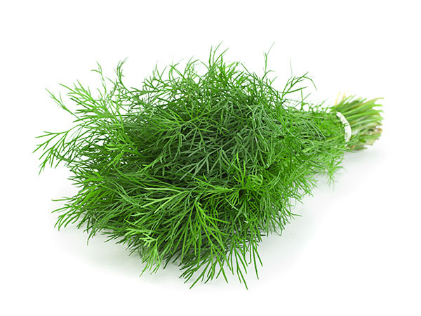 Close-up of dill, showing its thread-fine, feathery fronds