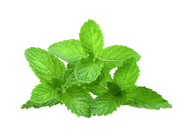 Close-up of mint, showing its veined, scallop-edged leaves
