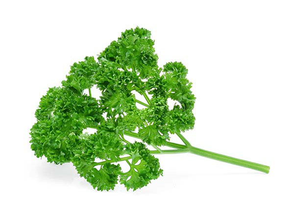 Close-up of curly-leaf parsley, tightly ruffled leaves