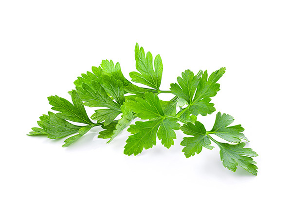 Close-up of flat-leaf Italian parsley, broad celery-like leaflets