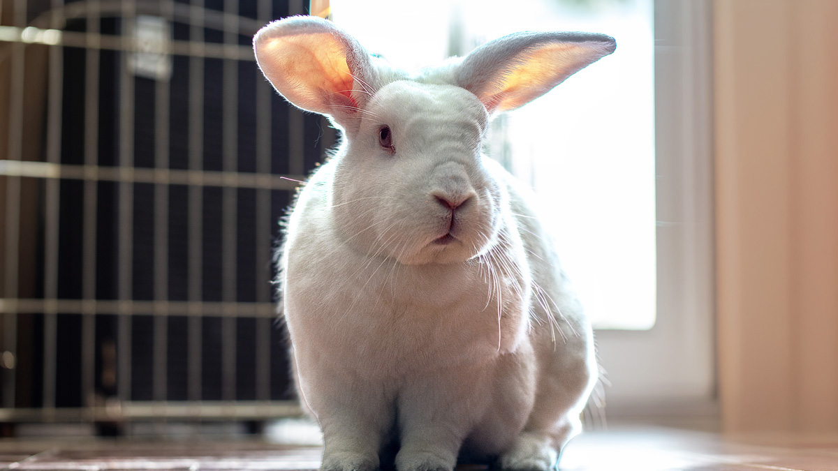 A white New Zealand rabbit with tall upright ears beside an exercise pen