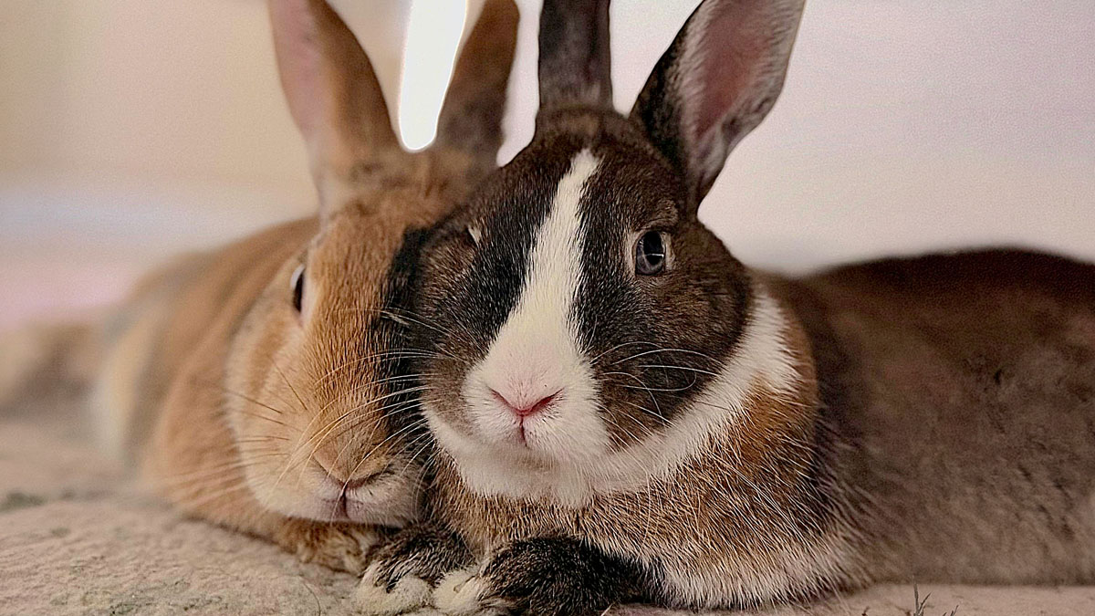 Two rabbits