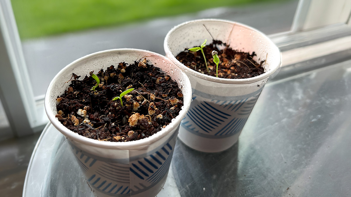 Young curly parsley sprouts growing in two small paper cups on a tray