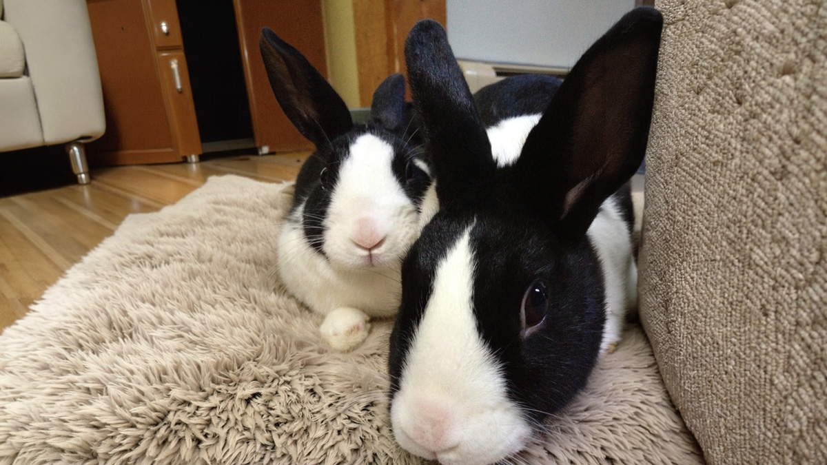 Two black-and-white Dutch rabbits resting together on a shaggy rug
