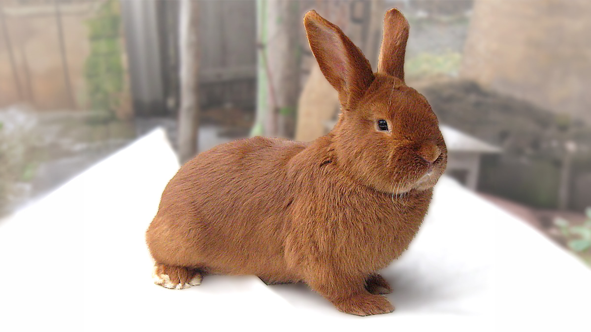 A red New Zealand rabbit in side view, showing its rounded body, rich rust-red coat, and upright ears