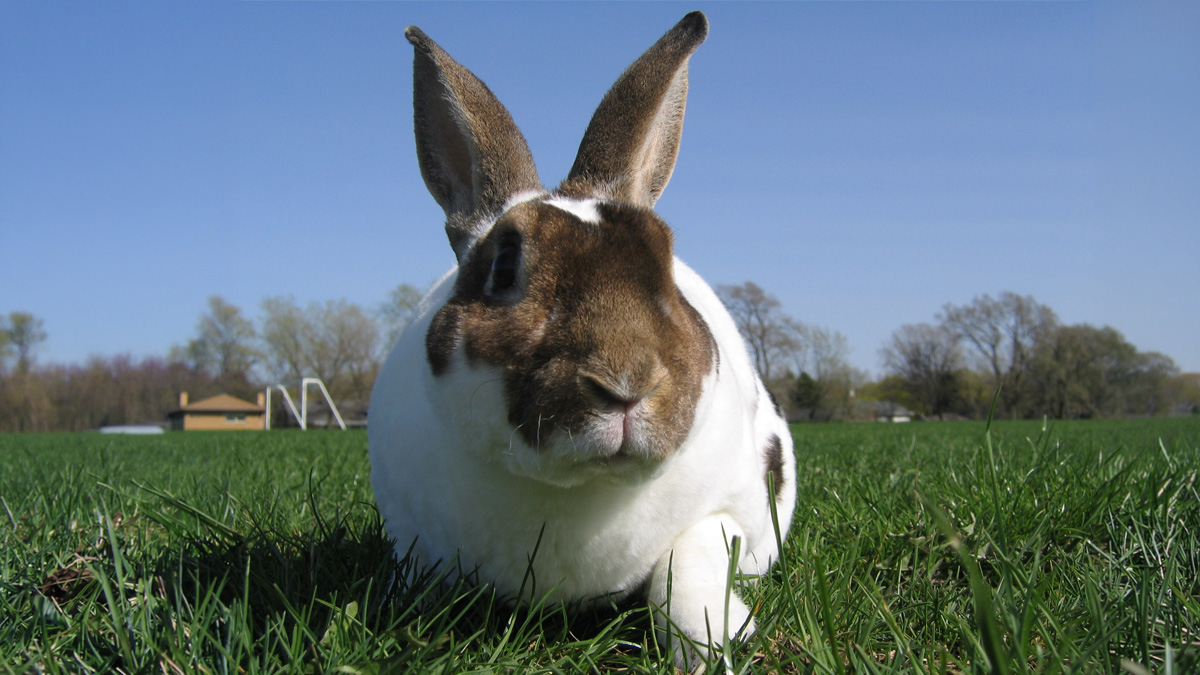 A brown-and-white Rex rabbit with upright ears crouching in green grass