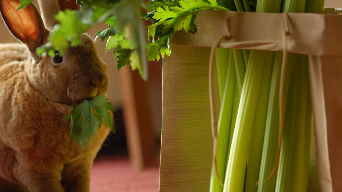 A brown Mini Rex rabbit with plush, velvety fur nibbling a leafy green beside a tall bundle of celery