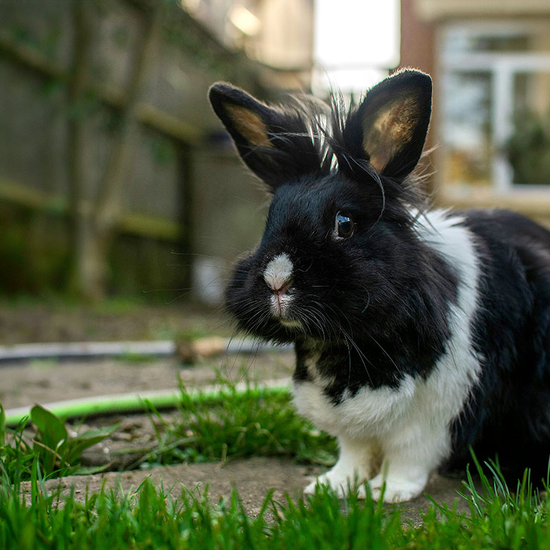 Black and white fluffy bunny