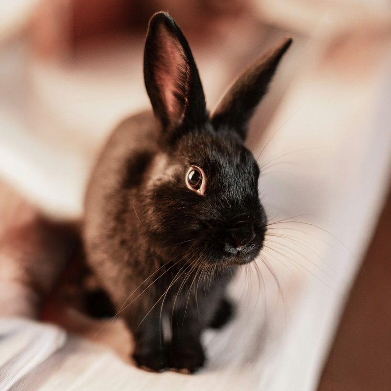Cute and curious black rabbit sitting