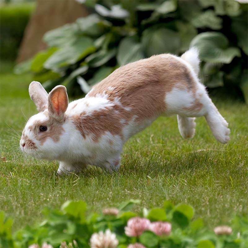 Rabbit displaying playful behavior
