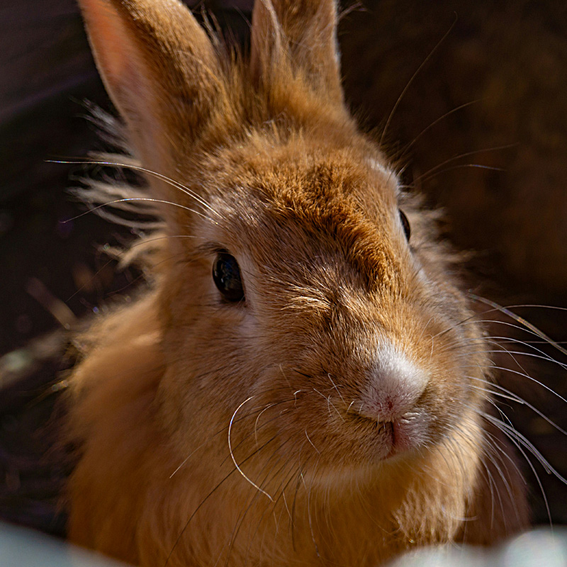 Friendly red brown rabbit with random tufts of fluffy fur