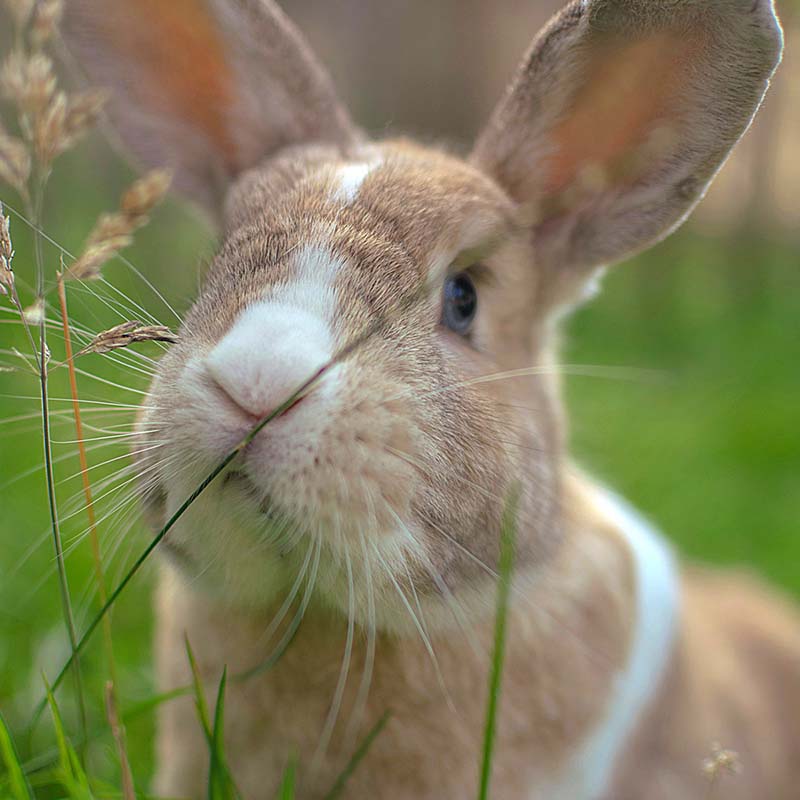 Rabbit