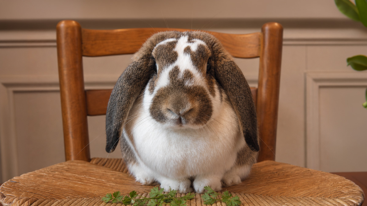 A white French Lop rabbit with brown patches and long drooping ears, sitting on a wooden rush-seat chair beside a sprig of parsley