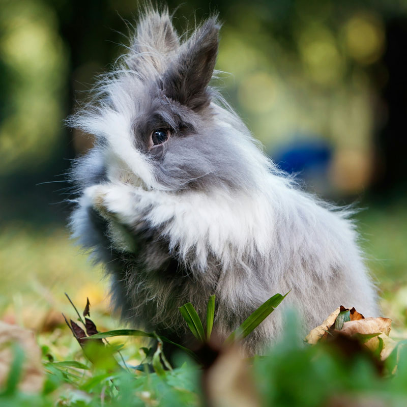 Gray bunny sitting in the garden