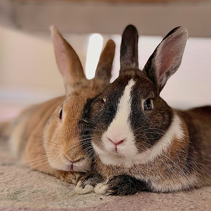 Cozy pair of rabbits relaxing together at home