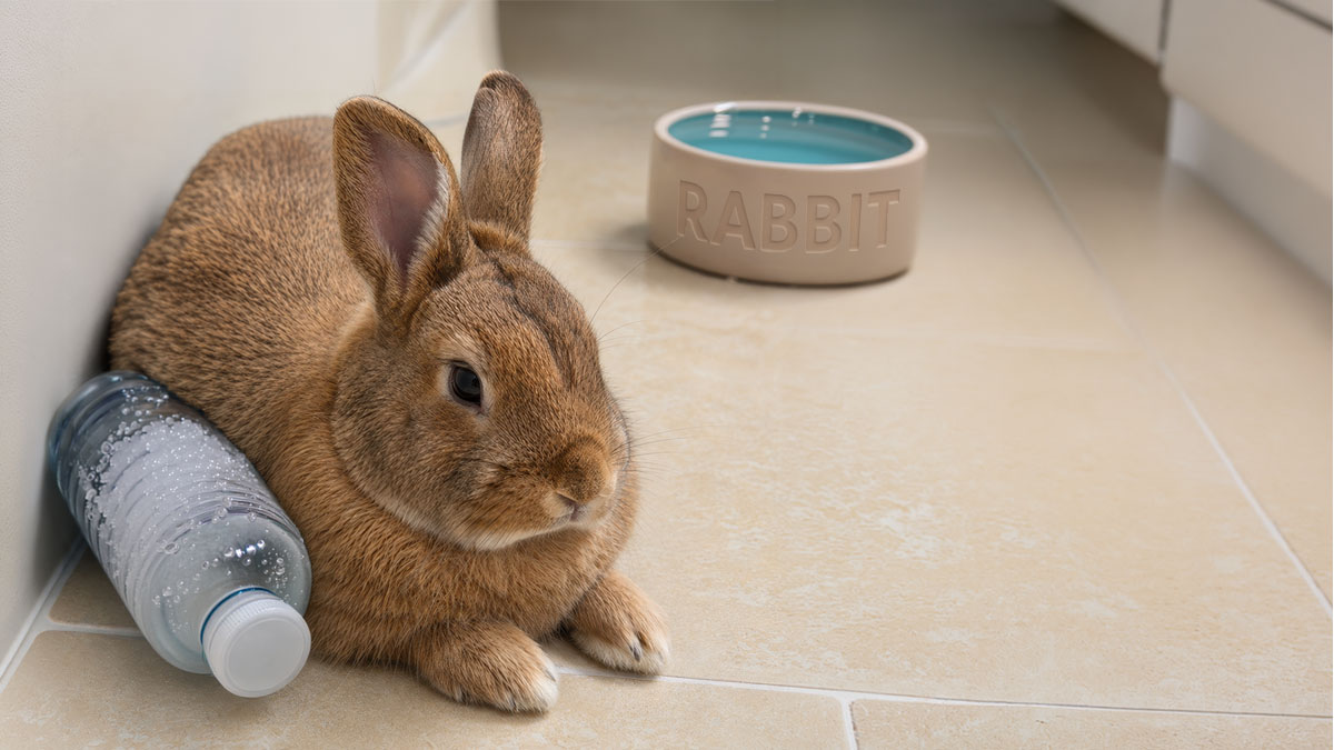 Rabbit resting beside a frozen water bottle for hot-weather cooling