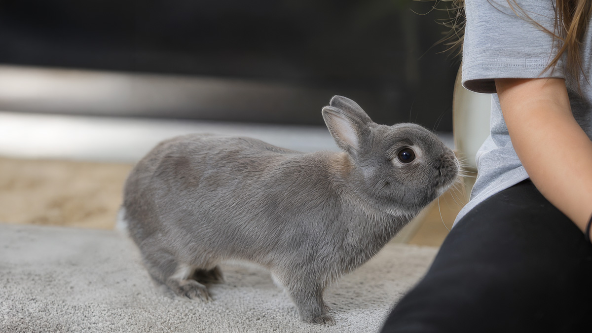 A small gray rabbit reaching its nose toward a person sitting quietly on the floor