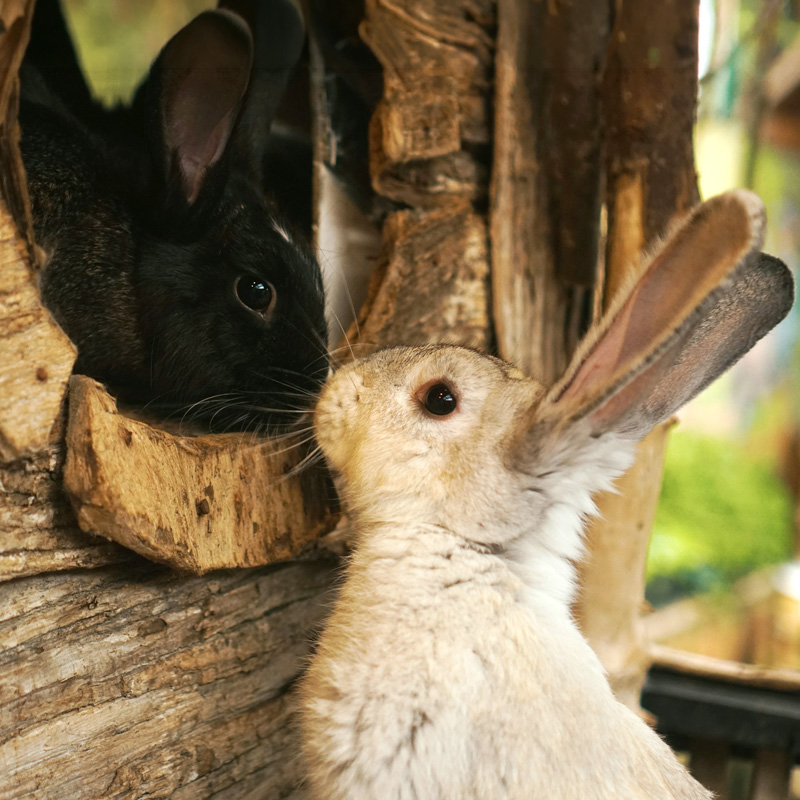 Two rabbits, one black, one creamy tan color, meeting nose to nose through a round wooden window